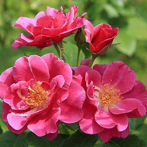 60-90 cm - Rózsa - The Oddfellows Rose® - Online rózsa vásárlás
